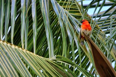 Bird perching on palm tree