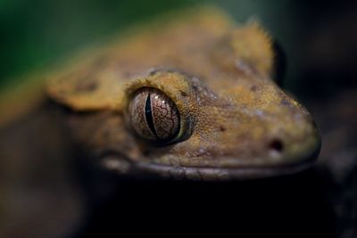 Close-up of a horse