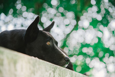 Close-up of black dog looking away