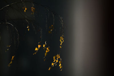 Close-up of autumn leaves on tree at night