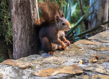 Squirrel on rock