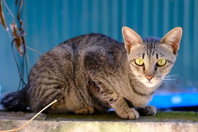 Close-up portrait of a cat looking away