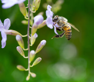 Close-up of bee pollinating on flower