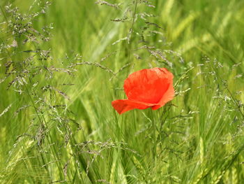 Close-up of red poppy on field