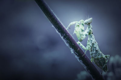 Defensive pose of praying mantis on a twig