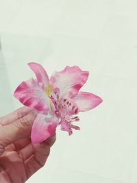 Close-up of hand holding pink flower