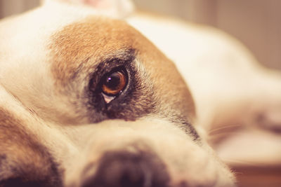Close-up portrait of dog relaxing