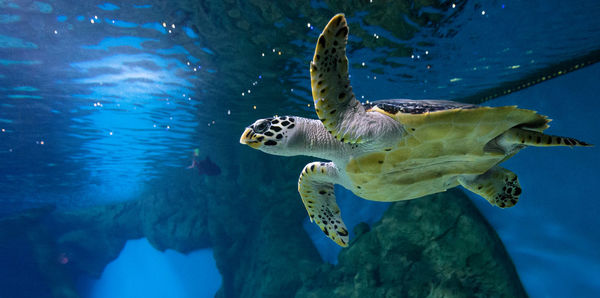 Hawksbill turtle swimming in aquarium