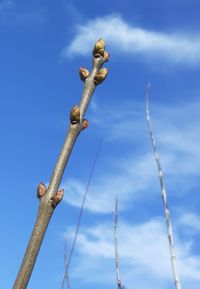 Low angle view of cross on tree against blue sky