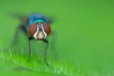 Close-up of fly on green leaf