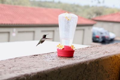 Close-up of a bird flying against the wall