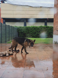 Full length of a cat standing on tiled floor