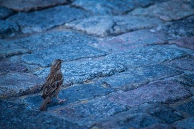 Bird perching on ground