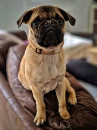 Portrait of dog sitting on sofa at home