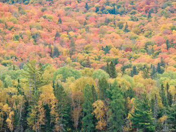 High angle view of pine trees in forest during autumn