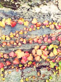 Close-up of autumn leaves floating on water