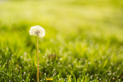 Close-up of dandelion on wet grass