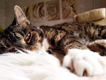 Cat lying on bed