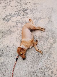 High angle view of dog running