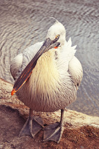 Close-up of a bird