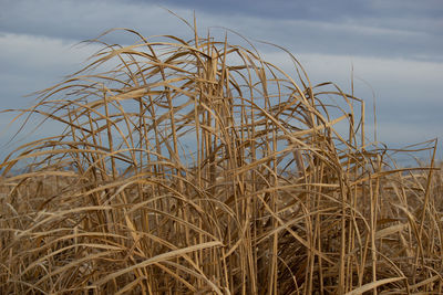 Close-up of crops on field against sky