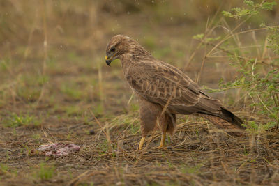 Side view of a bird on field