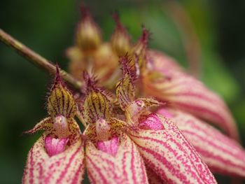 Close-up of flower against blurred background