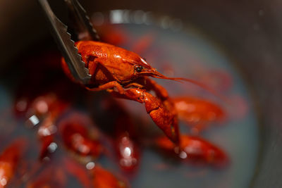 Red fresh appetizing crayfish are boiled in a saucepan. crayfish for beer