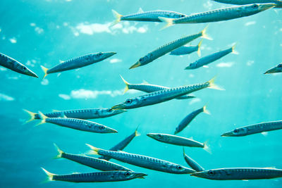 Herd of small barracudas swimming free in the mediterranean waters