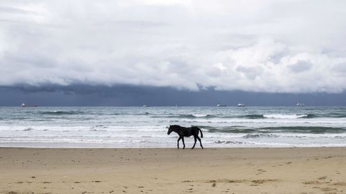 Full length of a horse on beach