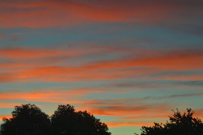 Low angle view of silhouette trees against orange sky