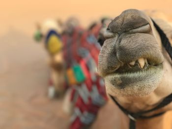 Close-up of a camel