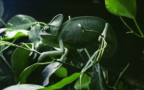 Close-up of a lizard on plant