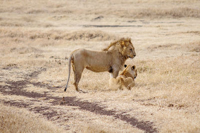 Lioness running on field