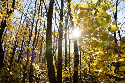 Low angle view of sunlight streaming through trees in forest