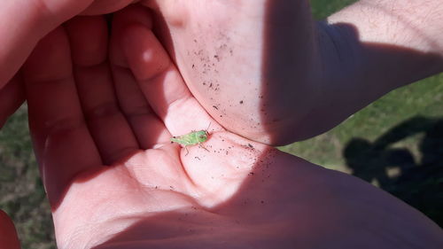 Close-up of human hand and tiny insect