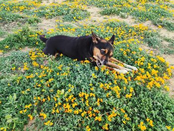 Dog lying down on field