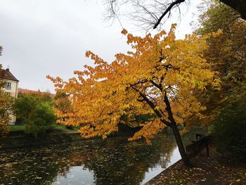 Autumnal trees in park