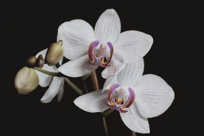 Close-up of orchids against black background