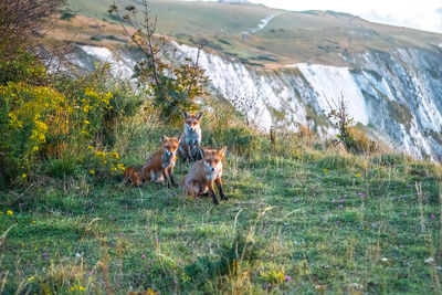 Panoramic view of people on field