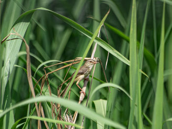 Bird perching on a plant