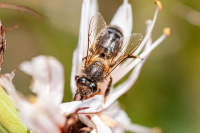 Close-up of bee pollinating on flower