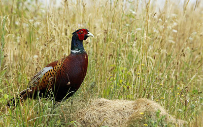 Male pheasant in a flower meadow