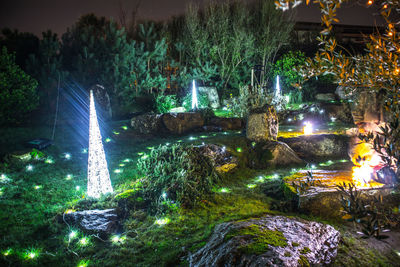Illuminated trees by plants at night