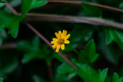 Close-up of yellow flowering plant