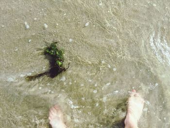 Low section of person swimming in water at beach