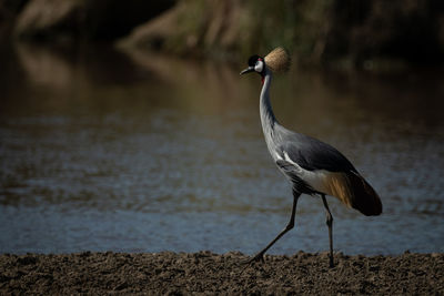 Grey crowned crane walks along river bank