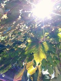 Low angle view of leaves on tree against bright sun