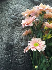 Close-up of pink flowers