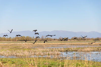 Flock of birds flying in the sky